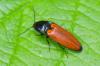 Ampedus sp.